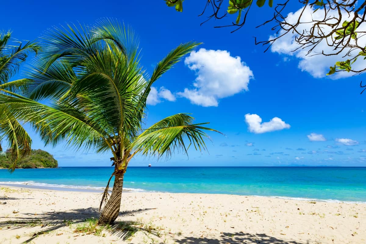 Vigie beach with tree in view